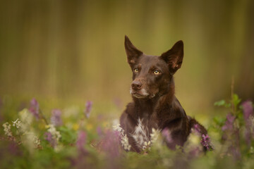 Spring portrait of dog in nature. He is so cute in the nature. He has so lovely face	