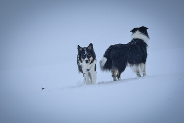Tricolor border collie is running on the field in the snow. He is so fluffy dog.	