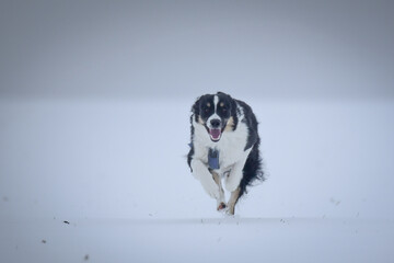 Tricolor border collie is running on the field in the snow. He is so fluffy dog.	