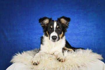 Cute Border Collie puppy lying on fluffy rug in studio. Adorable Border Collie puppy lying on a white fluffy rug against a blue studio background. The young dog looks directly at the camera.