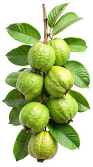Fototapeta premium A cluster of ripe green guavas with lush leaves hanging from a branch isolated on transparent background