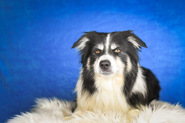 Calm Border Collie Posing Against Blue Background. A well-groomed black and white Border Collie is lying on a soft white faux fur blanket, placed over a crumpled white sheet. The dog gazes calmly