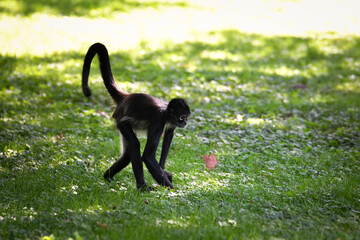 Spider monkey walking on green grass in sunlight. A spider monkey walking on a sunlit grassy field. The monkey is captured mid-step with its tail curled, surrounded by green vegetation.