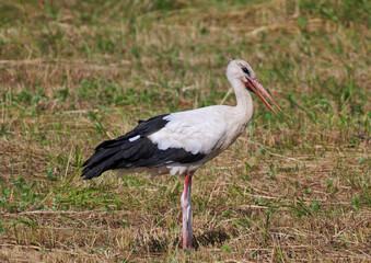 stork in the grass