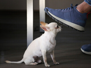 Small white dog sitting on floor next to a man. Chihuahua breed. Dog stares faithfully at the...