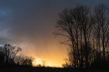 Trees in the Midwest at Sunset