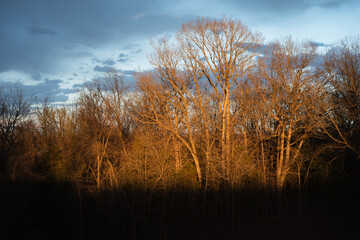 Sunlight Falls on Bare Trees in the Midwest During Sunset