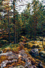 Green summer forest landscape spruce forest trees, grass and cloudy sky, Karelia