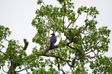 the common raven on a tree branch