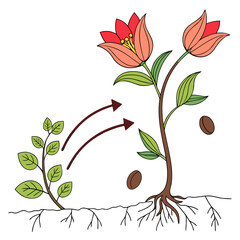 bouquet of flowers