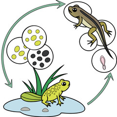 frog