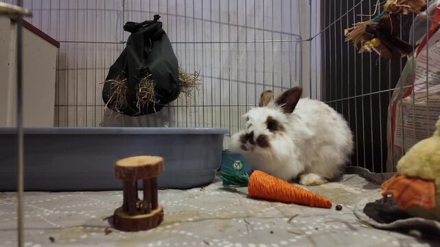 Adorable lionhead bunny playing indooors with a carro toy and grooms herself. High quality 4k footage
