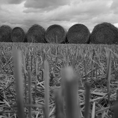 hay bales in a field