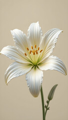 Elegant Close-up of a Pristine White Lily.A captivating close-up of a single, pristine white lily against a soft beige background.