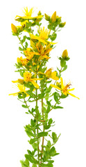St. John's wort flowers isolated.