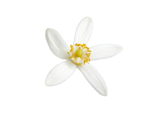 Delicate white orange blossom radiating freshness, a symbol of purity and new beginnings