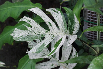 Close-Up of Variegated Monstera Leaf. Monstera Albo with White and Green Marble Pattern Foliage....
