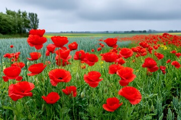 Fototapeta premium Red poppies blooming in a field under a cloudy sky