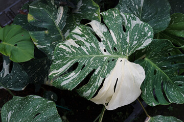 Close-Up of Variegated Monstera Leaf. Monstera Albo with White and Green Marble Pattern Foliage. Monstera Thai constellation, Monstera deliciosa variegated spot. The beauty of various tropical leaves. © SandyHappy
