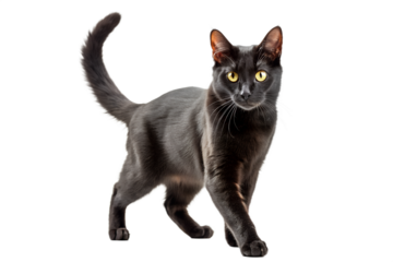 Elegant Black Cat with Yellow Eyes Standing - Isolated on Transparent Background