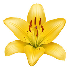 Obraz premium Fresh blooming yellow lily isolated on transparent background