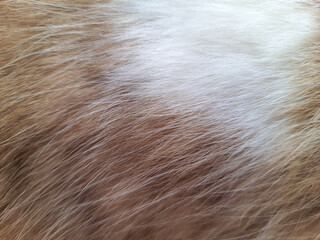 Cat hair background