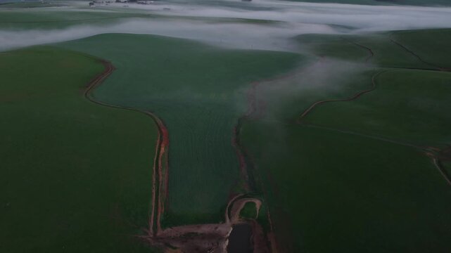 Aerial view of green fields meet a blanket of ethereal mist under a soft sky, creating a serene landscape, Caledon, Western Cape, South Africa.