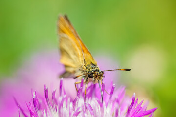 Essex Skipper Resting on Grass