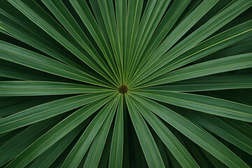 Fototapeta premium palm leaf background