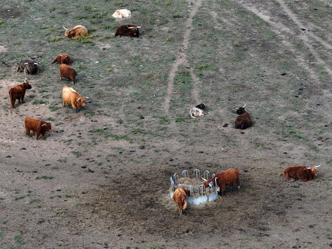 Aerial view of a herd of Highland cattle resting and grazing in a field, their shaggy coats a warm contrast against the muted earth tones, Bralitz, Brandenburg, Germany.