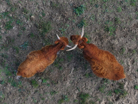 Aerial view of two Highland cattle with long horns facing each other on a field near Bralitz, Bad Freienwalde, Brandenburg, Germany.
