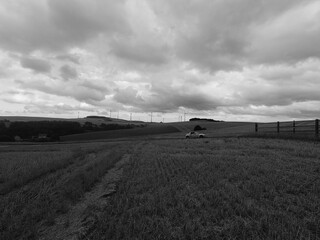 rural landscape with cows