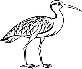 Curlew bird silhouette, shorebird line art, wading bird vector, minimal wildlife drawing, nature illustration design