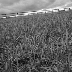 corn field and fence