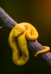 Close up of a Venomous Bush Viper Snake, Atheris squamigera, - Yellow Phase