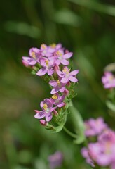 Erythrée commune, Petite centaurée rouge (Centaurium erythraea) fleurissant dans la campagne ensoleillée.	