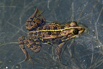 Epirus-Wasserfrosch, Epirusfrosch // Epirus water frog (Pelophylax epeiroticus) - Kaiafas-See, Peloponnes, Griechenland