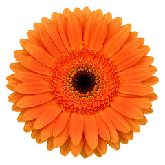 Vibrant orange gerbera daisy flower isolated on transparent background

