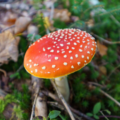 Fly Agaric (Amanita muscaria) Mushroom on Forest Floor