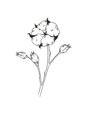 Cotton  line art botanical vector illustration