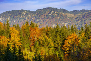 A scenic view of rolling forested hills in the Austrian alps in autumn, with vibrant foliage, distant mountains, and a clear sky dotted with soft clouds