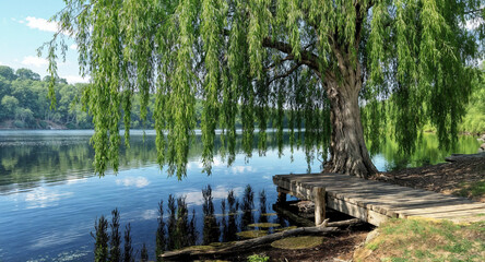 A peaceful lake view under a willow tree with a rustic dock and calm water reflecting lush green trees and sky – AI Generated Digital Art