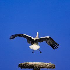 A large white stork with extended wings flies above a twig nest against a clear blue sky, symbolizing wildlife, freedom, and natural behavior in open air. 