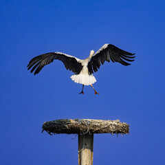 A large white stork with extended wings flies above a twig nest against a clear blue sky, symbolizing wildlife, freedom, and natural behavior in open air. 