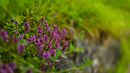 Obraz premium Blossoming purple pink fragrant Thymus serpyllum or Satureja montana with rain drops in the Alps. Photo with boke effect. Beautiful food and medicinal plant.