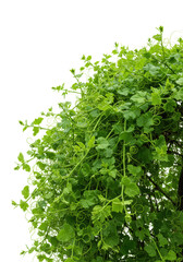 Obraz premium Vibrant, thick green vine with small unfurling leaves and new shoots, curling and twisting against a transparent background, no shadows. Concept of natural growth and vitality