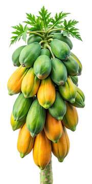 A vibrant papaya tree laden with ripe and unripe fruit showcasing a bountiful harvest against a stark black background