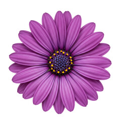 Obraz premium Beautiful purple daisy flower isolated on transparent background