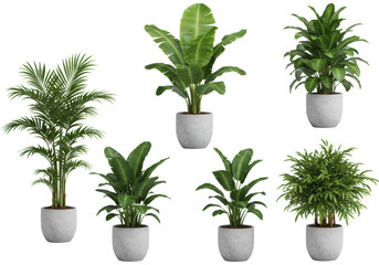 Obraz premium Diverse potted tropical plants: Kentia palm, banana, Bird of Paradise, in modern neutral planters, transparent isolated studio background, concept of sophisticated home decor