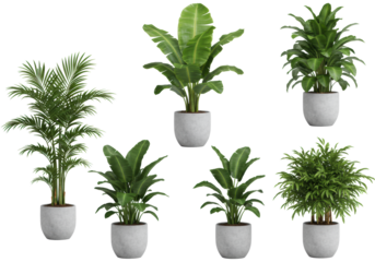 Diverse potted tropical plants: Kentia palm, banana, Bird of Paradise, in modern neutral planters, transparent isolated studio background, concept of sophisticated home decor